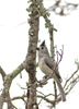Black-crested Titmouse